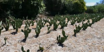 SEPADA IMPULSA ACCIONES QUE FORTALECEN LA GANADERÍA SUDCALIFORNIANA