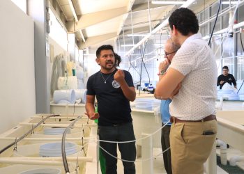 PROYECTO DE LA UABCS FORTALECE LA OSTRICULTURA EN BAJA CALIFORNIA SUR