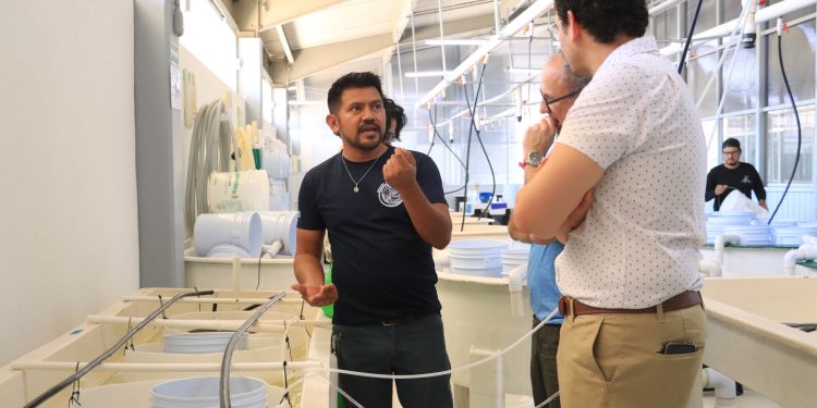 PROYECTO DE LA UABCS FORTALECE LA OSTRICULTURA EN BAJA CALIFORNIA SUR
