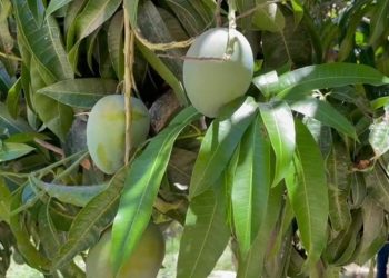 INVIERTE GOBIERNO ESTATAL 240 MDP EN SANIDAD, ACUÍCOLA, ANIMAL, PESQUERA Y VEGETAL ￼