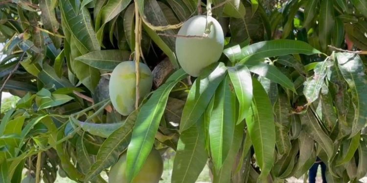 INVIERTE GOBIERNO ESTATAL 240 MDP EN SANIDAD, ACUÍCOLA, ANIMAL, PESQUERA Y VEGETAL 