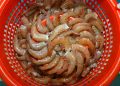 EN AGOSTO COMIENZA LA VEDA DE ABULÓN, LANGOSTINO, PULPO Y TIBURONES