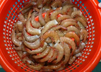 EN AGOSTO COMIENZA LA VEDA DE ABULÓN, LANGOSTINO, PULPO Y TIBURONES