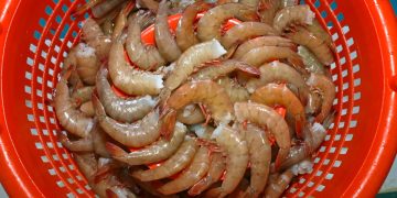 EN AGOSTO COMIENZA LA VEDA DE ABULÓN, LANGOSTINO, PULPO Y TIBURONES