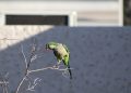 UABCS EDITA GUÍA DE AVES DE SU CAMPUS LA PAZ EN SU 50 ANIVERSARIO