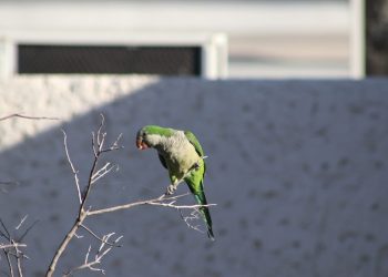 UABCS EDITA GUÍA DE AVES DE SU  CAMPUS LA PAZ EN SU 50 ANIVERSARIO
