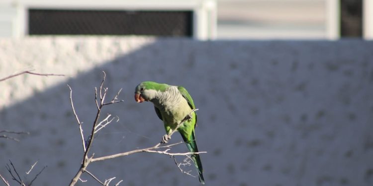 UABCS EDITA GUÍA DE AVES DE SU CAMPUS LA PAZ EN SU 50 ANIVERSARIO