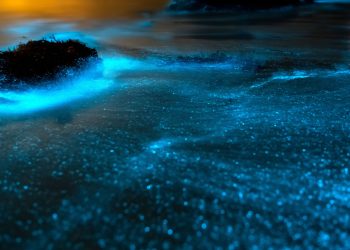 BIOLUMINISCENCIA: EL FASCINANTE FENÓMENO QUE ILUMINA LAS COSTAS DE BAJA CALIFORNIA SUR