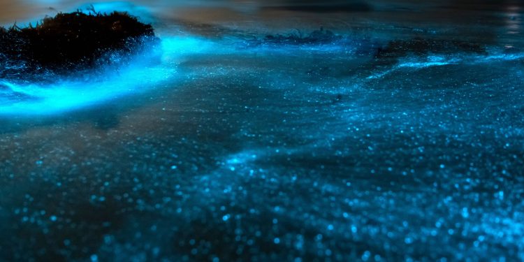 BIOLUMINISCENCIA: EL FASCINANTE FENÓMENO QUE ILUMINA LAS COSTAS DE BAJA CALIFORNIA SUR