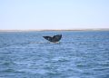 CONOCE LA EXTRAORDINARIA EVOLUCIÓN DE LAS PRIMERAS BALLENAS