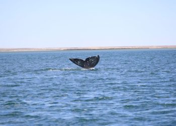 CONOCE LA EXTRAORDINARIA EVOLUCIÓN DE LAS PRIMERAS BALLENAS