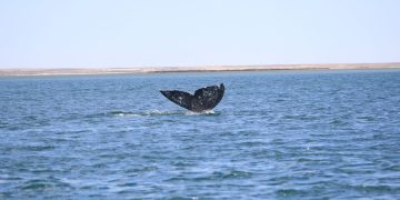 CONOCE LA EXTRAORDINARIA EVOLUCIÓN DE LAS PRIMERAS BALLENAS