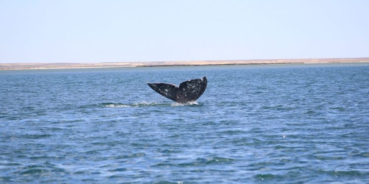 CONOCE LA EXTRAORDINARIA EVOLUCIÓN DE LAS PRIMERAS BALLENAS