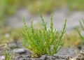 INVESTIGACIÓN DE LA UABCS ABORDA EL POTENCIAL DE LA SALICORNIA