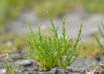 INVESTIGACIÓN DE LA UABCS ABORDA EL POTENCIAL DE LA SALICORNIA