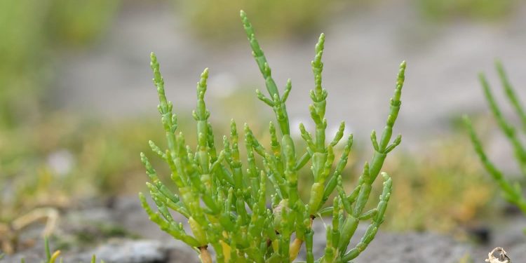 INVESTIGACIÓN DE LA UABCS ABORDA EL POTENCIAL DE LA SALICORNIA