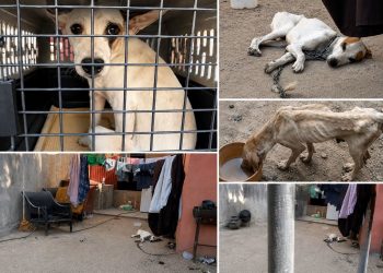 SALVAN A PERROS VÍCTIMAS DE BRUTAL MALTRATO EN CABO SAN LUCAS