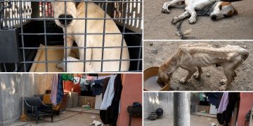 SALVAN A PERROS VÍCTIMAS DE BRUTAL MALTRATO EN CABO SAN LUCAS