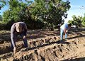 SECTOR AGRÍCOLA DE BAJA CALIFORNIA SUR GENERA PRODUCCIÓN POR 15 MIL MILLONES DE PESOS