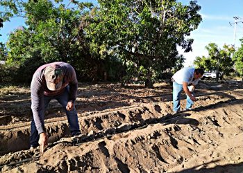 SECTOR AGRÍCOLA DE BAJA CALIFORNIA SUR  GENERA PRODUCCIÓN POR 15 MIL MILLONES DE PESOS