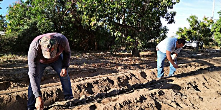 SECTOR AGRÍCOLA DE BAJA CALIFORNIA SUR GENERA PRODUCCIÓN POR 15 MIL MILLONES DE PESOS
