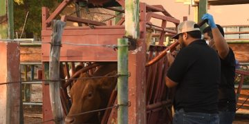 SEPADA PREPARA INICIO DEL BARRIDO DE TUBERCULOSIS BOVINA 2026-2030 EN LORETO