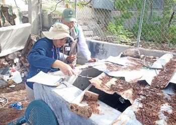 SALUD ESTATAL MANTIENE ACCIONES DE  VIGILANCIA Y CONTROL DEL DENGUE