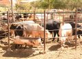 REFUERZA BCS MEDIDAS SANITARIAS ANTE ALERTA POR GUSANO BARRENADOR