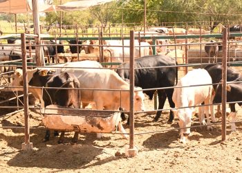 REFUERZA BCS MEDIDAS SANITARIAS ANTE ALERTA POR GUSANO BARRENADOR