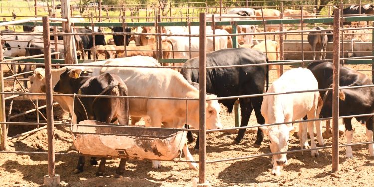 REFUERZA BCS MEDIDAS SANITARIAS ANTE ALERTA POR GUSANO BARRENADOR