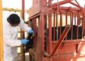 PRESÉNTA SEPADA  PLAN PREVENTIVO CONTRA EL GUSANO BARRENADOR EN BCS