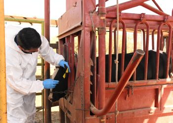 PRESÉNTA SEPADA  PLAN PREVENTIVO CONTRA EL GUSANO BARRENADOR EN BCS