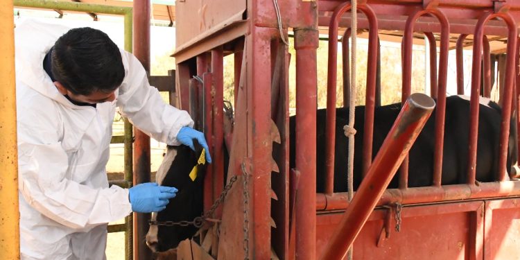 PRESÉNTA SEPADA  PLAN PREVENTIVO CONTRA EL GUSANO BARRENADOR EN BCS