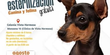 ANUNCIAN CAMPAÑA DE ESTERILIZACIÓN GRATUITA PARA PERROS Y GATOS EN SAN JOSÉ DEL CABO   
