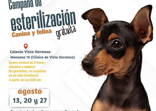 ANUNCIAN CAMPAÑA DE ESTERILIZACIÓN GRATUITA PARA PERROS Y GATOS EN SAN JOSÉ DEL CABO   
