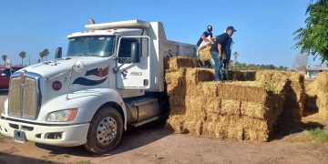 BENEFICIA SEPADA A PRODUCTORES DE COMONDÚ CON 600 PACAS DE SORGO FORRAJERO