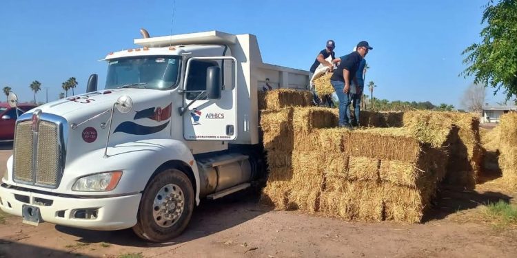 BENEFICIA SEPADA A PRODUCTORES DE COMONDÚ CON 600 PACAS DE SORGO FORRAJERO