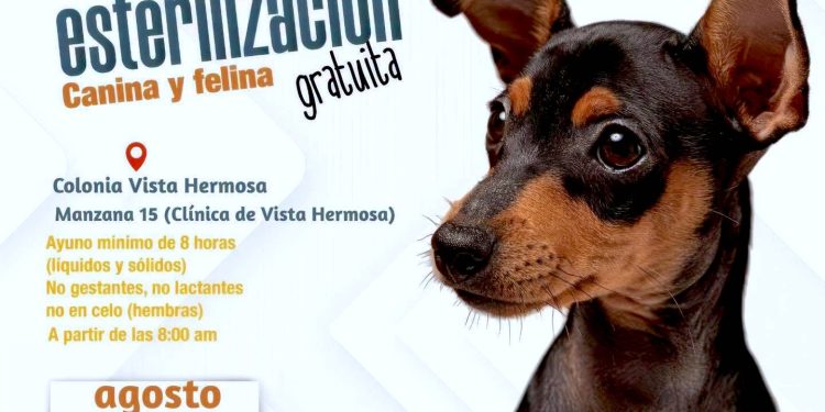 CONTINÚAN ESTERILIZACIONES GRATUITAS PARA PERROS Y GATOS EN COLONIA VISTA HERMOSA