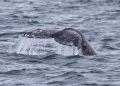 BALLENAS QUE NACEN EN MÉXICO AYUDAN A CONECTAR CIENTÍFICAMENTE BAJA CALIFORNIA SUR CON EL ÁRTICO