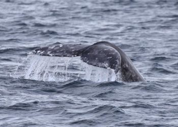 BALLENAS QUE NACEN EN MÉXICO AYUDAN A CONECTAR CIENTÍFICAMENTE BAJA CALIFORNIA SUR CON EL ÁRTICO