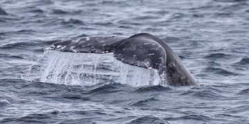 BALLENAS QUE NACEN EN MÉXICO AYUDAN A CONECTAR CIENTÍFICAMENTE BAJA CALIFORNIA SUR CON EL ÁRTICO