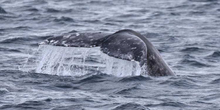 BALLENAS QUE NACEN EN MÉXICO AYUDAN A CONECTAR CIENTÍFICAMENTE BAJA CALIFORNIA SUR CON EL ÁRTICO
