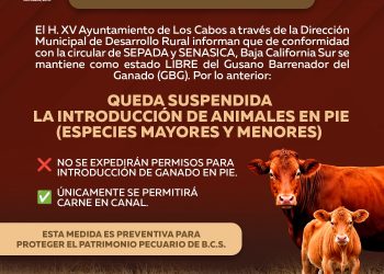 SUSPENDEN INGRESO DE GANADO EN PIE A LOS CABOS PARA PROTEGER ESTATUS SANITARIO