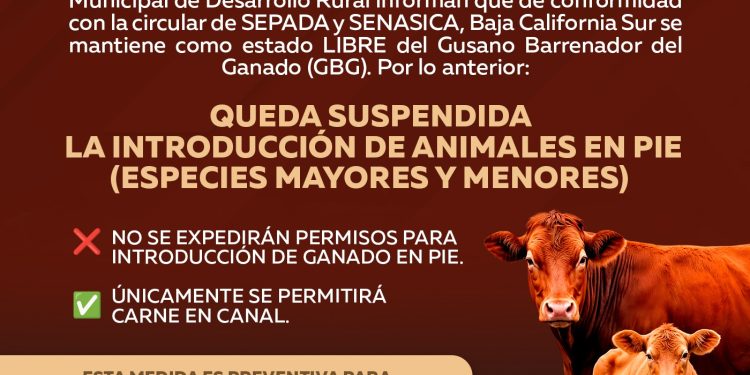 SUSPENDEN INGRESO DE GANADO EN PIE A LOS CABOS PARA PROTEGER ESTATUS SANITARIO