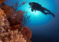 UABCS: INSTITUCIÓN MEXICANA CON MAYOR  REPRESENTACIÓN DE EXPERTOS EN CAPÍTULO DEL REPORTE MUNDIAL SOBRE ARRECIFES DE CORAL