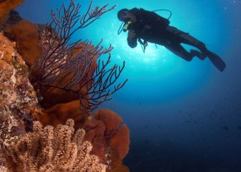UABCS: INSTITUCIÓN MEXICANA CON MAYOR  REPRESENTACIÓN DE EXPERTOS EN CAPÍTULO DEL REPORTE MUNDIAL SOBRE ARRECIFES DE CORAL