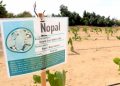 ANALIZAN EN LA UABCS VIABILIDAD ECONÓMICA DEL CULTIVO DEL NOPAL COMO ALTERNATIVA PRODUCTIVA PARA ZONAS ÁRIDAS