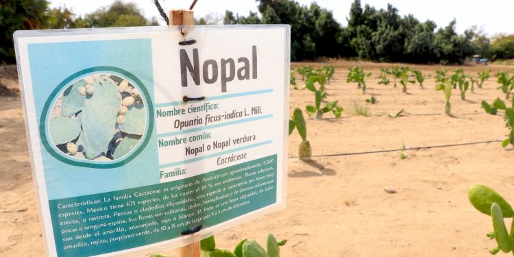 ANALIZAN EN LA UABCS VIABILIDAD ECONÓMICA DEL CULTIVO DEL NOPAL COMO ALTERNATIVA PRODUCTIVA PARA ZONAS ÁRIDAS