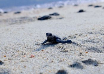 LLAMAN A PROTEGER A TORTUGAS MARINAS ANTE AUMENTO DE ARRIBOS EN PLAYAS DE LOS CABOS