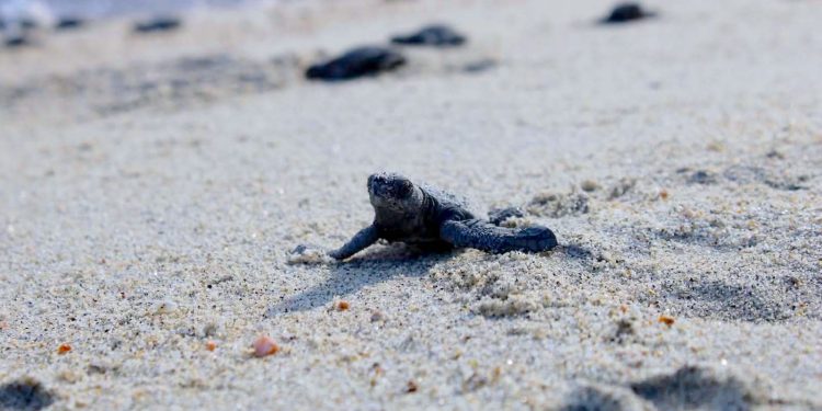 LLAMAN A PROTEGER A TORTUGAS MARINAS ANTE AUMENTO DE ARRIBOS EN PLAYAS DE LOS CABOS